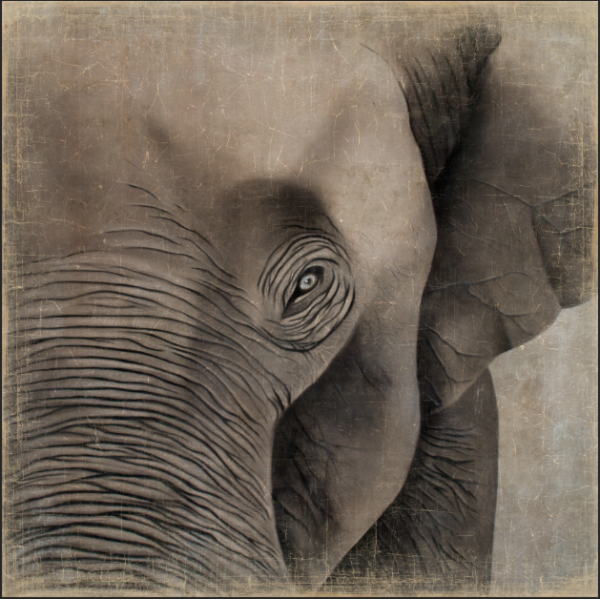 ELEPHANT (120x120cm)